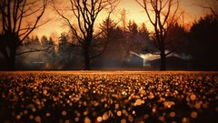 Landscapes nature Trees morning bokeh