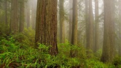 Landscapes nature Trees morning California national park forests
