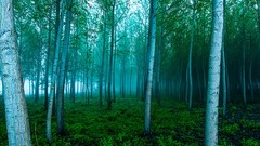 Landscapes nature Trees morning forests dawning