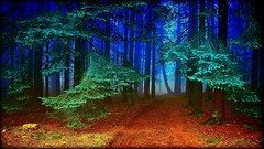 Landscapes nature Trees morning paths forests