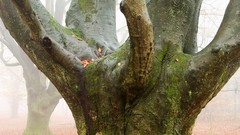 Landscapes nature Trees morning wet mist forests