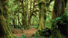 Landscapes nature Trees moss forests