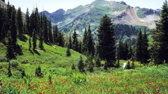 Landscapes nature Trees Mountains