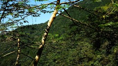 Landscapes nature Trees Mountains