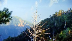 Landscapes nature Trees Mountains