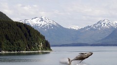 Landscapes nature Trees Mountains Alaska Whales