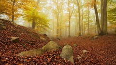 Landscapes nature Trees Mountains autumn leaves forests 