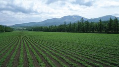 Landscapes nature Trees Mountains clouds fields forests