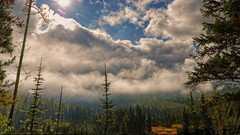 Landscapes nature Trees Mountains clouds scene Montana forests