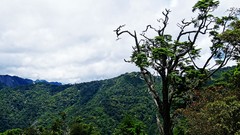 Landscapes nature Trees Mountains clouds skies