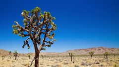 Landscapes nature Trees Mountains deserts