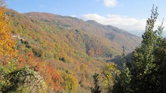 Landscapes nature Trees Mountains Green