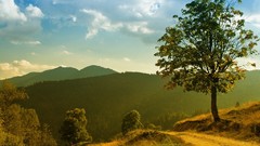 Landscapes nature Trees Mountains paths forests