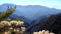 Landscapes nature Trees Mountains Plants