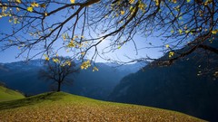 Landscapes nature Trees Mountains switzerland sunlight