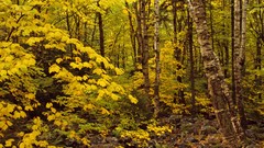 Landscapes nature Trees multicolor