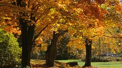 Landscapes nature Trees multicolor