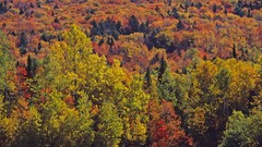 Landscapes nature Trees multicolor