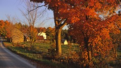 Landscapes nature Trees multicolor