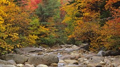 Landscapes nature Trees multicolor