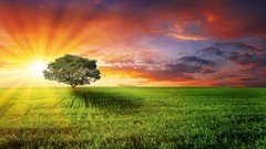 Landscapes nature Trees multicolor