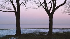 Landscapes nature Trees multiscreen