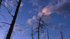 Landscapes nature Trees multiscreen