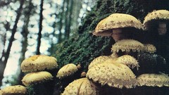 Landscapes nature Trees mushrooms forests