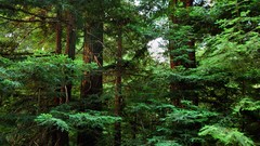 Landscapes nature Trees national park forests