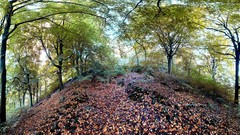 Landscapes nature Trees nest crow