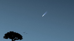 Landscapes nature Trees night