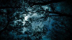 Landscapes nature Trees night blue branches evening