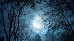 Landscapes nature Trees night clouds dark moon moonlight