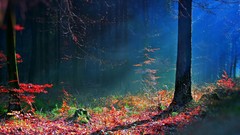 Landscapes nature Trees night moonlight forests scenic