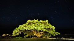 Landscapes nature Trees night Stars skylines