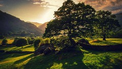 Landscapes nature Trees Norway sunlight