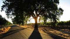 Landscapes nature Trees oak mighty
