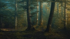 Landscapes nature Trees October forests dawning mystical