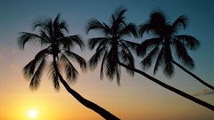 Landscapes nature Trees palm trees