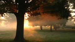 Landscapes nature Trees Parks