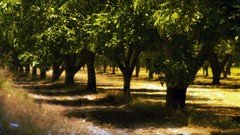 Landscapes nature Trees Parks shadows