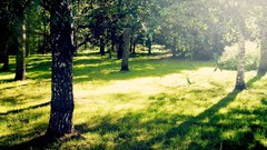 Landscapes nature Trees Parks sunlight