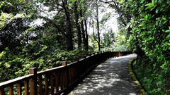 Landscapes nature Trees path sunlight