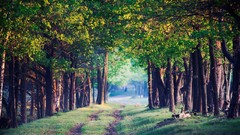 Landscapes nature Trees paths