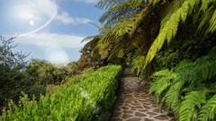 Landscapes nature Trees paths digital art