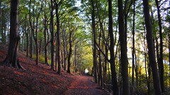 Landscapes nature Trees paths forests