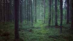 Landscapes nature Trees paths forests