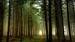 Landscapes nature Trees paths forests dawning mystical