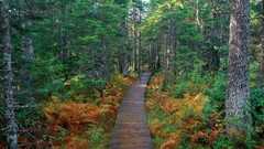 Landscapes nature Trees pathway forests