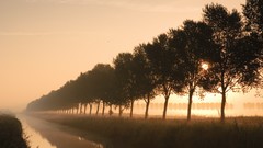 Landscapes nature Trees perspective
